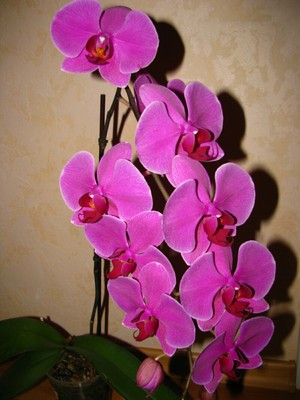 Cvijet orhideje Phalaenopsis - fotografija