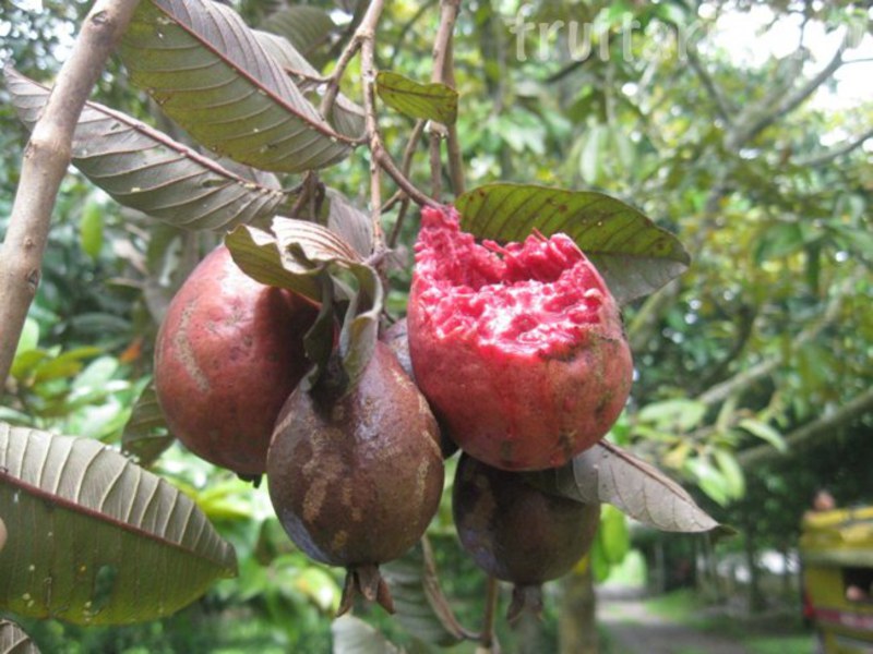 Zrela guava - fotografija biljke Kako raste guava?