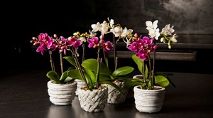 Njega i razmnožavanje orhideje Phalaenopsis kod kuće