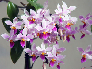 Orhideja Phalaenopsis dobro uspijeva u stanu