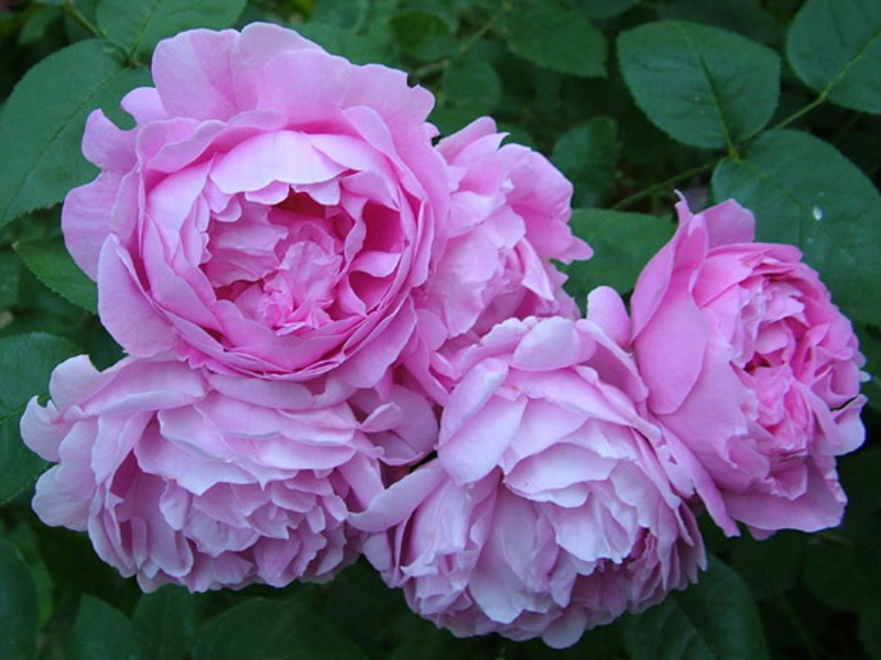 Kako uzgajati ruže Sorte ruže Floribunda
