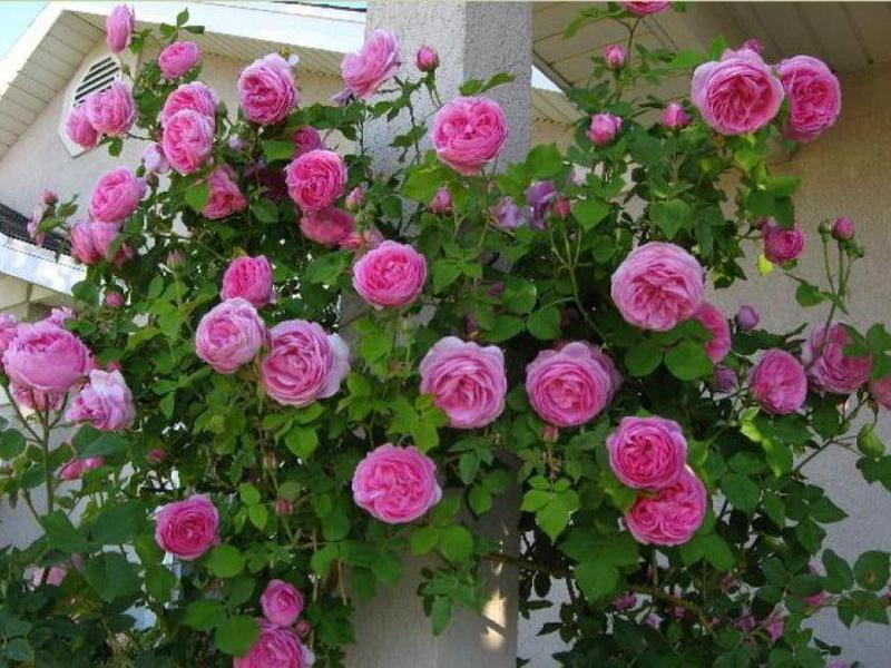 Uzgajanje park ruže Sorte ruže Floribunda