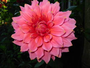 Dahlia pompon Rocco
