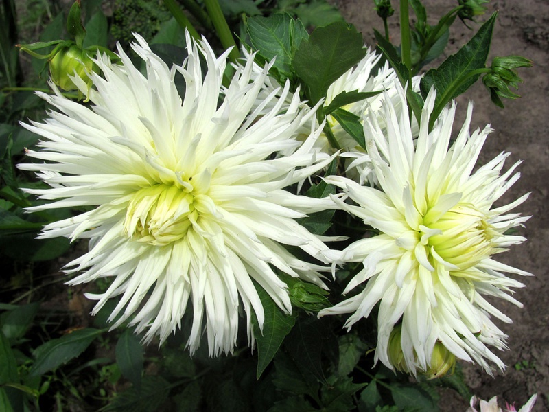Dahlia pompon Rocco