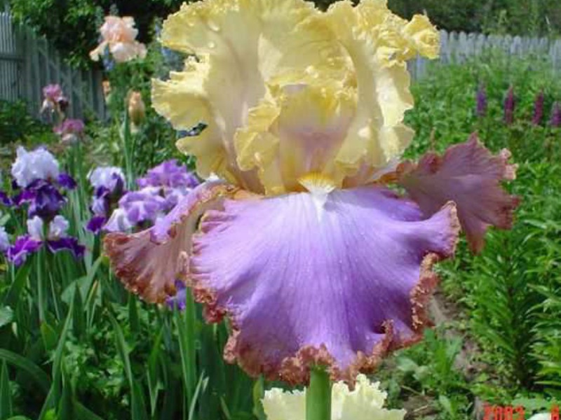 Iris - cvijet božice Cvijet perunike