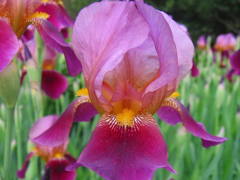 Iris - cvijet božice Iris Pravila za sadnju i njegu irisa