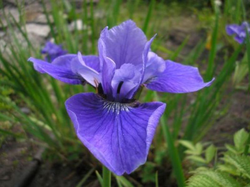 Plava iris Rascvjetane perunike