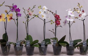 Phalaenopsis na gredici izgleda vrlo romantično