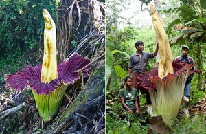 Amorphophallus div - značajke njege