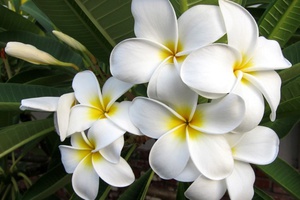 Plumeria - što je to cvijeće?
