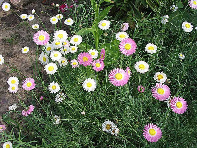 Helichrisum ili smilje Petiolatni gelikrizum