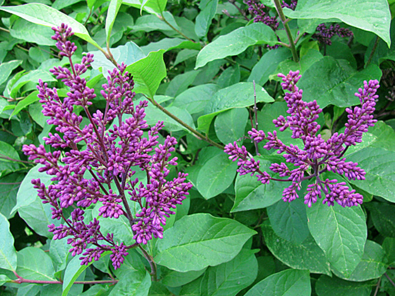 Henryjeva lila puno liči na običnu jorgovan. Henry Lilac je vrsta ljubičastog cvijeća.