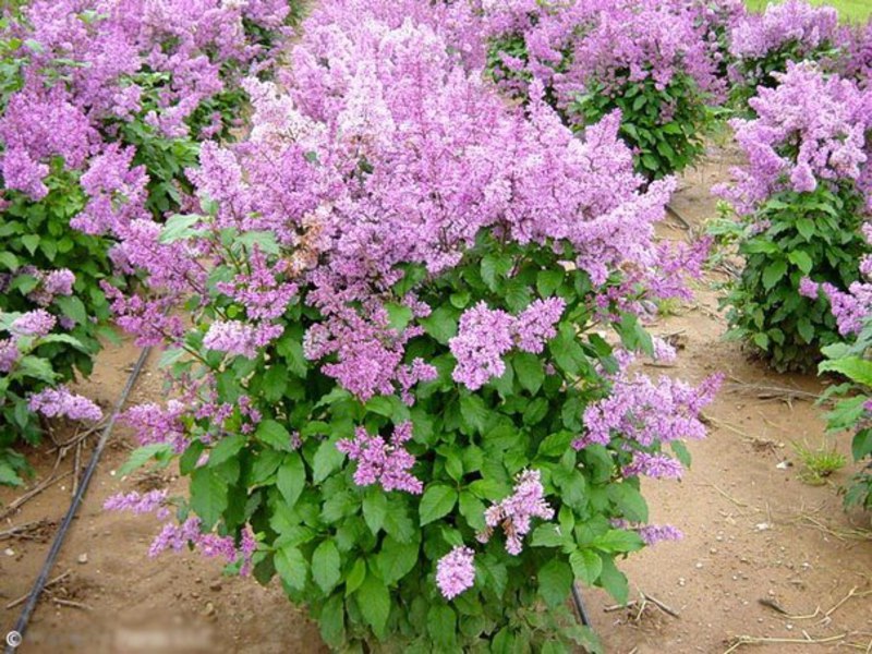Patuljasti jorgovan ili sitnolisni jorgovan (Syringa microphylla) Patuljasti jorgovan su niski grmovi, čak možete i uzgajati kod kuće.