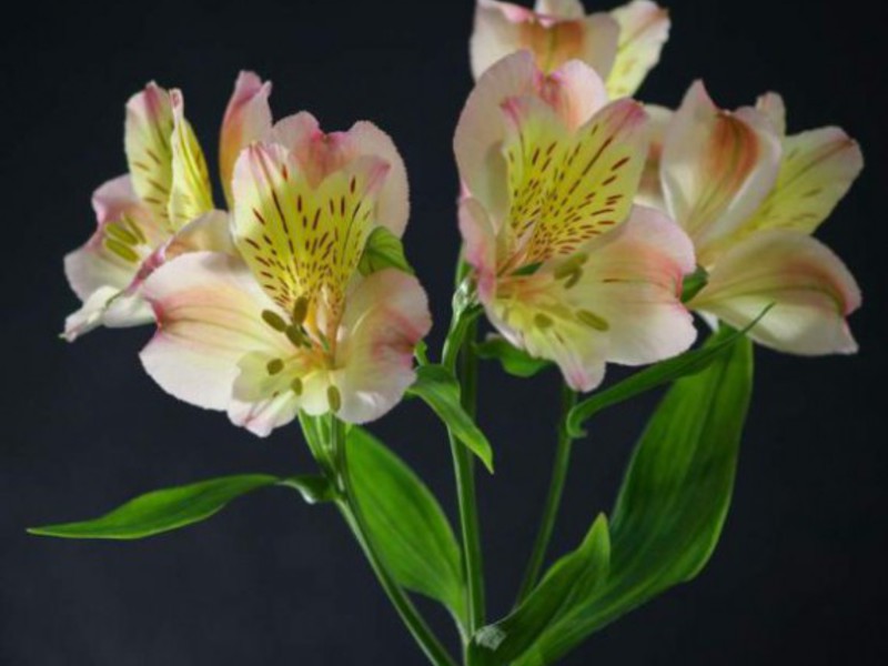 Fotografija cvijeta Alstroemeria Alstroemeria - fotografija cvijeta izbliza
