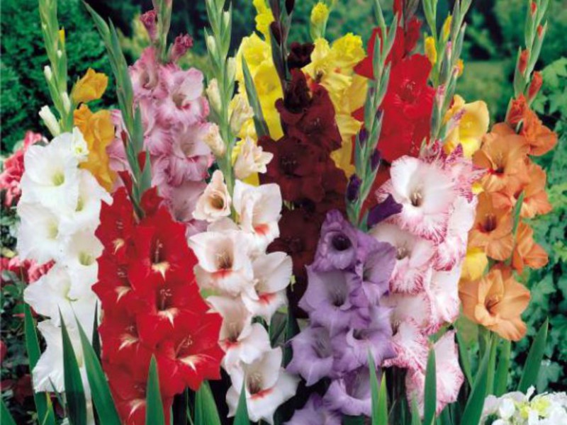 Fotografija cvatućih Gladioli Gladioli za vrijeme cvatnje - različite boje u istom cvjetnjaku