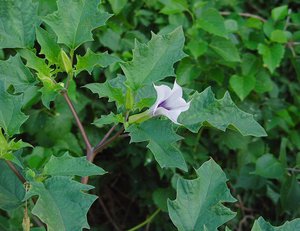 Datura obična svojstva
