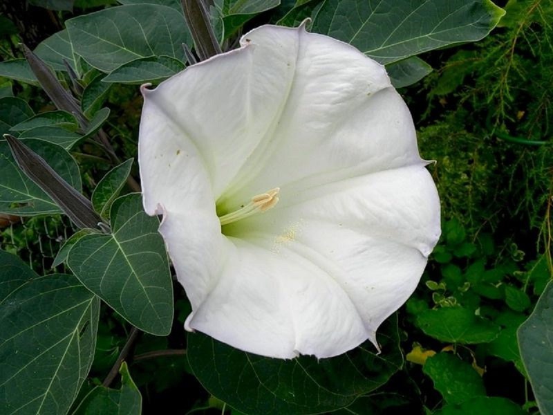 Koja svojstva ima Datura Indian? Svojstva indijskog Datura
