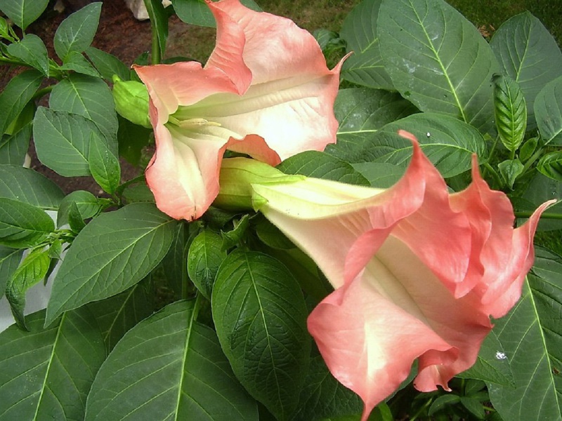 Kako izgleda indijska ružičasta Datura? Izgled indijske ružičaste boje Datura