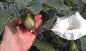 Opis toksičnih svojstava i štetnosti biljke Datura