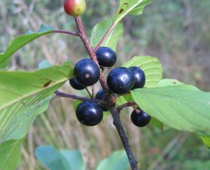 Buckthorn pravila