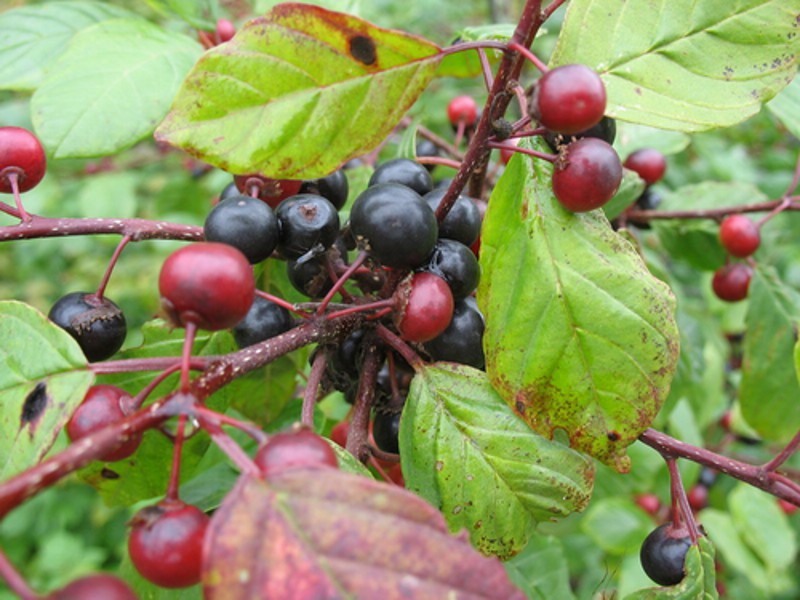 Hlačnjak laksativ Buckthorn joha
