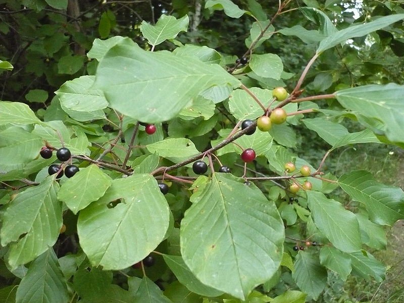 Buckthorn joha Kako se nanosi krkavina