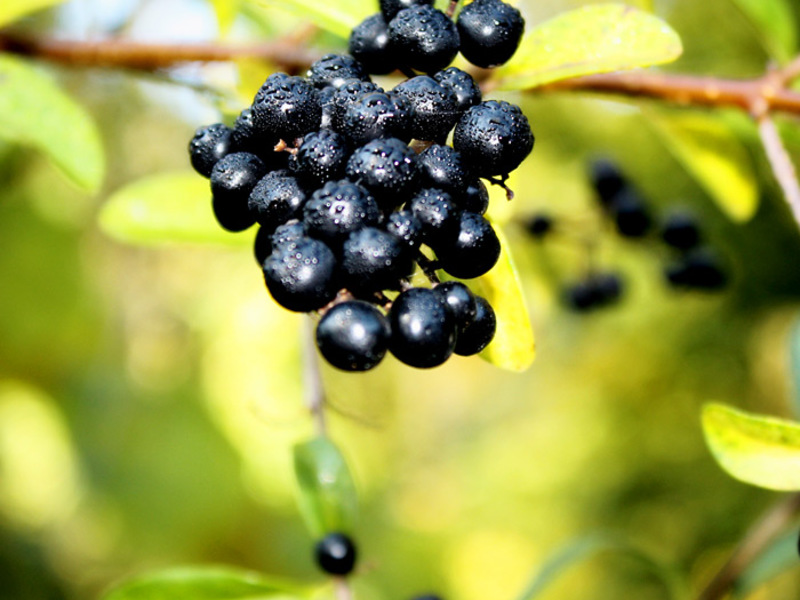 Buckthorn i njegova korisna svojstva Buckthorn pravila