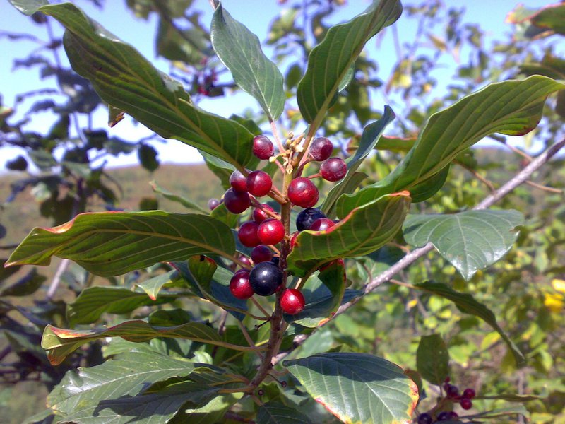 Buckthorn i njegova primjena u medicini Kako uzimati juhu od krkavine