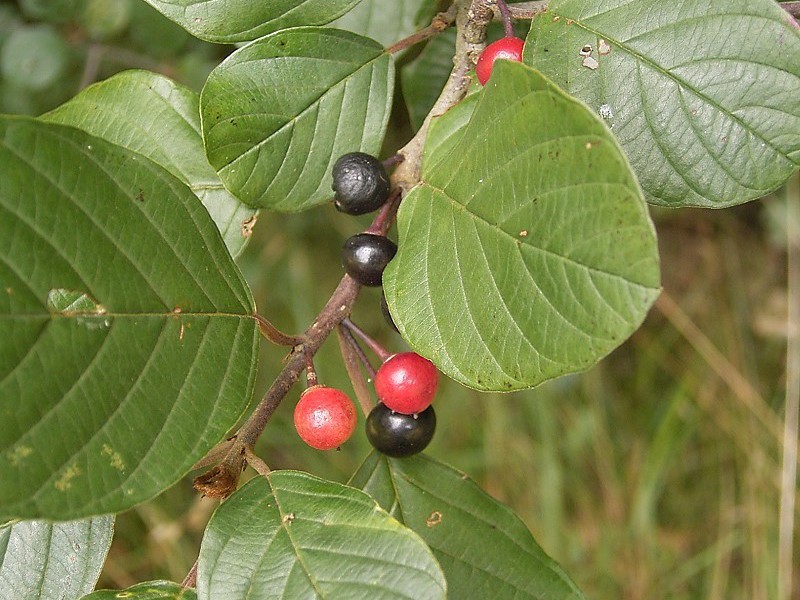 Buckthorn joha Kako izgleda biljka krkavina?