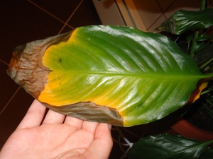 Njega spathiphylluma