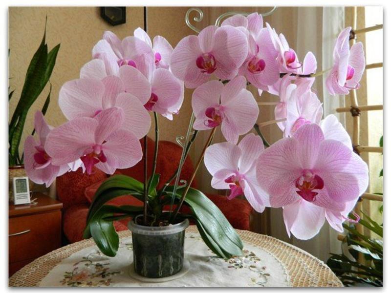 Orhideja na prozoru Prekrasan phalaenopsis