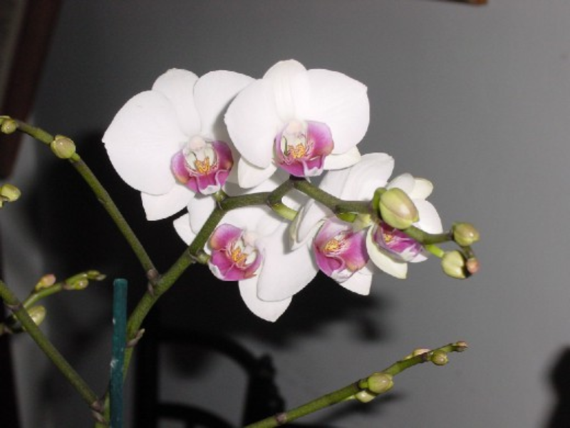 Kako se uzgaja falaenopsis Koja je značajka biljke phalaenopsis