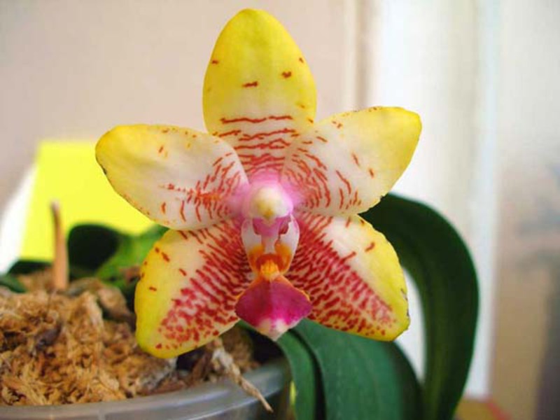 Koje su sorte phalaenopsis Sobna sorta orhideja