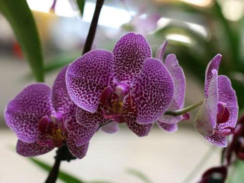 Sorte Phalaenopsis Prekrasna orhideja kao ukras interijera