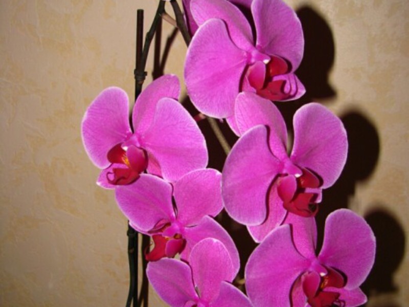 Vrijeme cvatnje Phalaenopsis Njega orhideja.