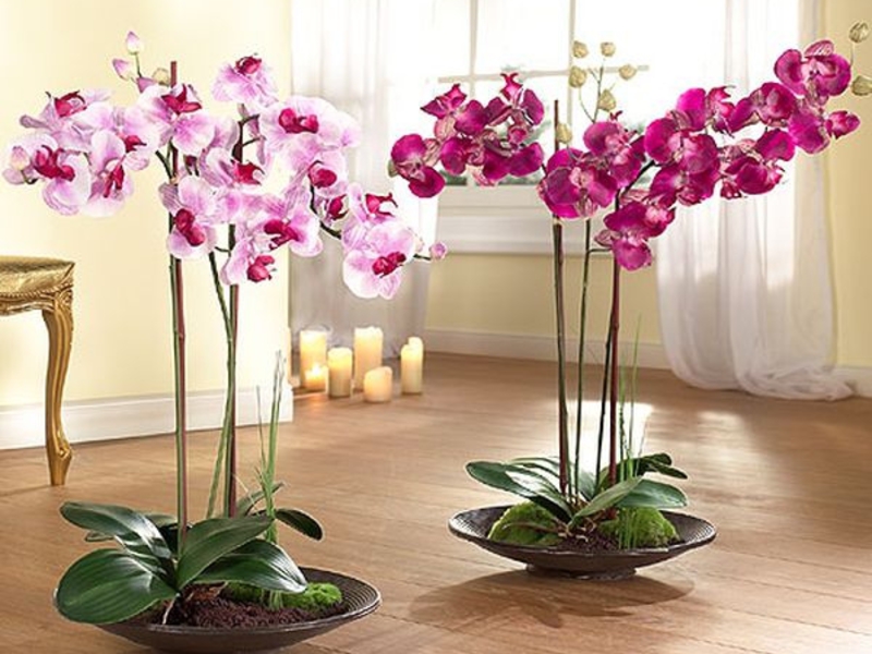 Pravila uzgoja Phalaenopsis Kako orhideja raste i cvjeta
