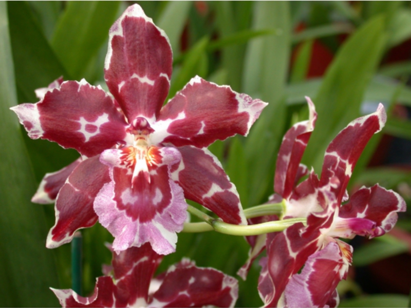 Phalaenopsis i njegove vrste Vrsta Phalaenopsis