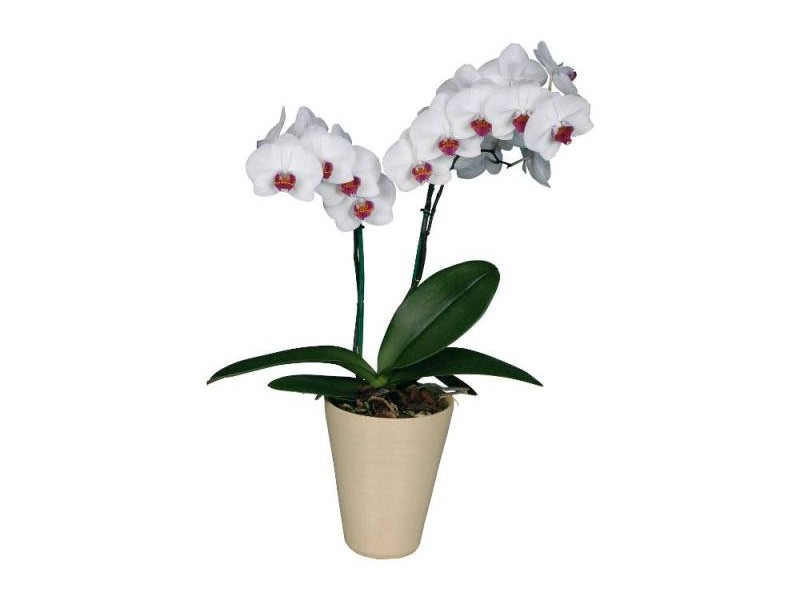 Značajke skrbi za falaenopsis Koje su sorte phalaenopsis