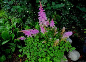 Vrste astilbe