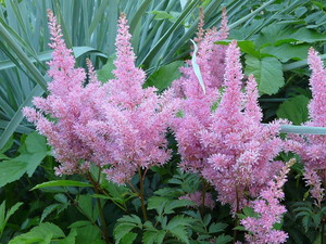 Tko može oštetiti rast astilbe