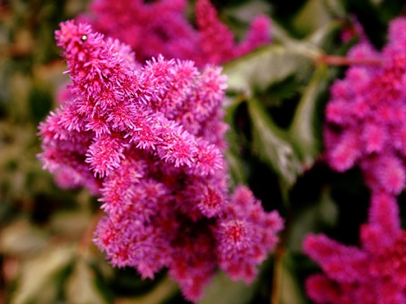 Kako raste astilba Cvjetni grm astilbe