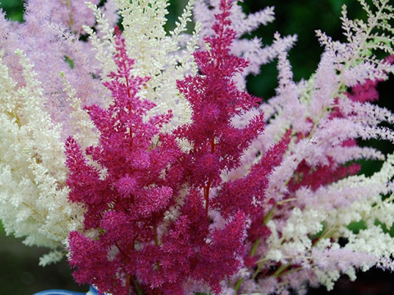 Sorta Astilba Gdje kupiti sjeme Astilbe