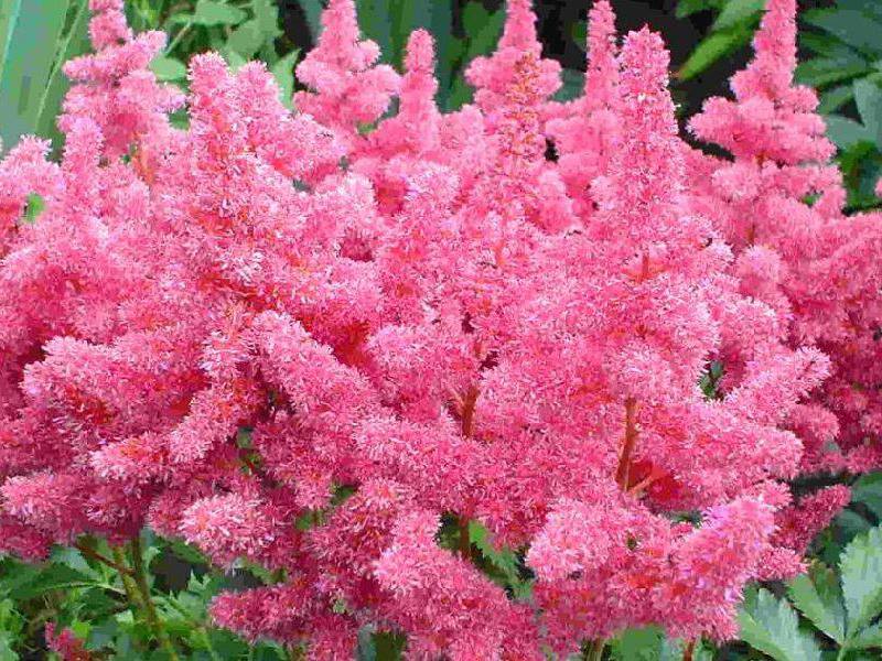 Sjetva astilbe Sadnja sjemena astilbe
