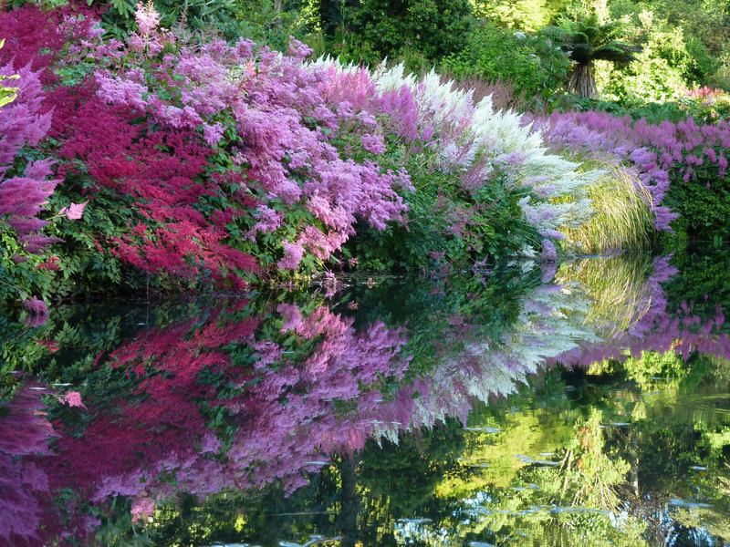 Prekrasna sorta astilbe Cvjetnjak u kombinaciji s astilbom