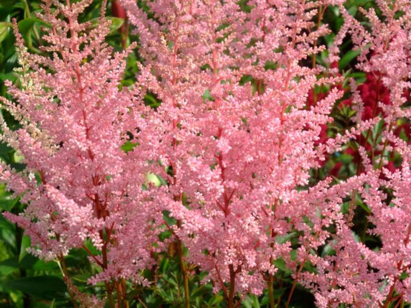 Prekrasna sorta astilbe Vrste višegodišnjih astilba