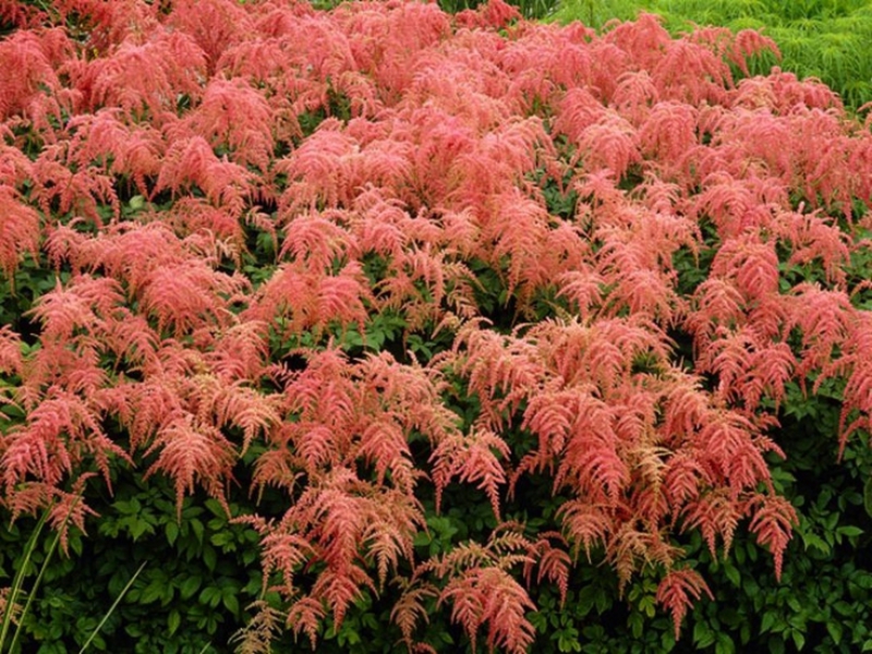 Sorte i vrste astilbe Koliko dugo cvjeta astilba