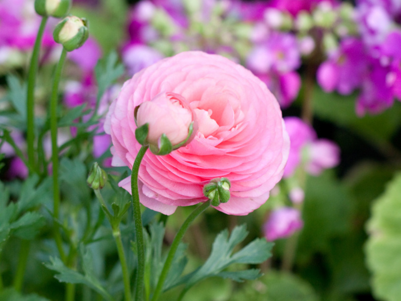 Maslačak ima i drugo ime - ranunculus Ranunculus kućna sadnja