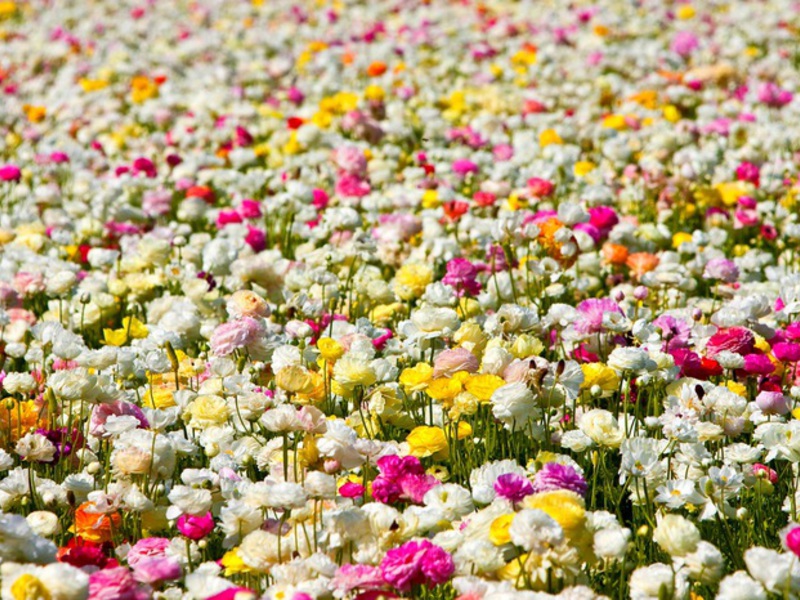 Ranunculus na otvorenom Uzgoj cvijeta ranunculusa