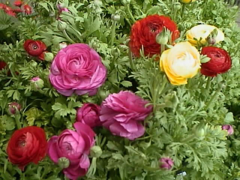 Sadnja i briga o ranunculusu Ono što biljka ranunculus voli