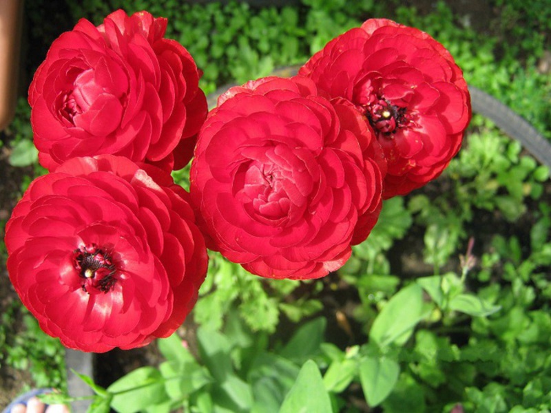 Koliko dugo cvjeta ranunculus Cvjet cvijeta ranunculusa